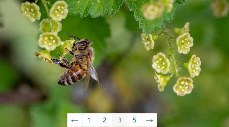 How to add pagination in wordpress